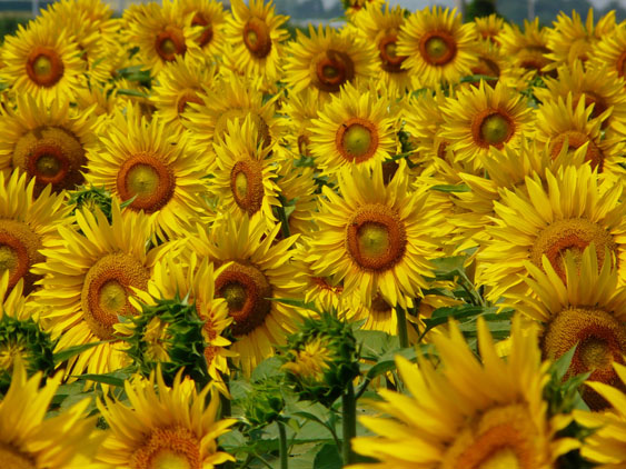 girasoli